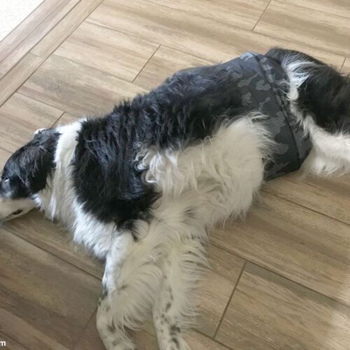 Randall - Sullivan - barkertime large dog belly band