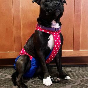 pitbull dog diaper