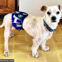 dog belly band made in usa