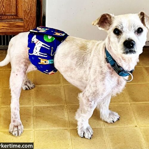 Teddy - Parry 1 - barkertime dog belly band made in usa