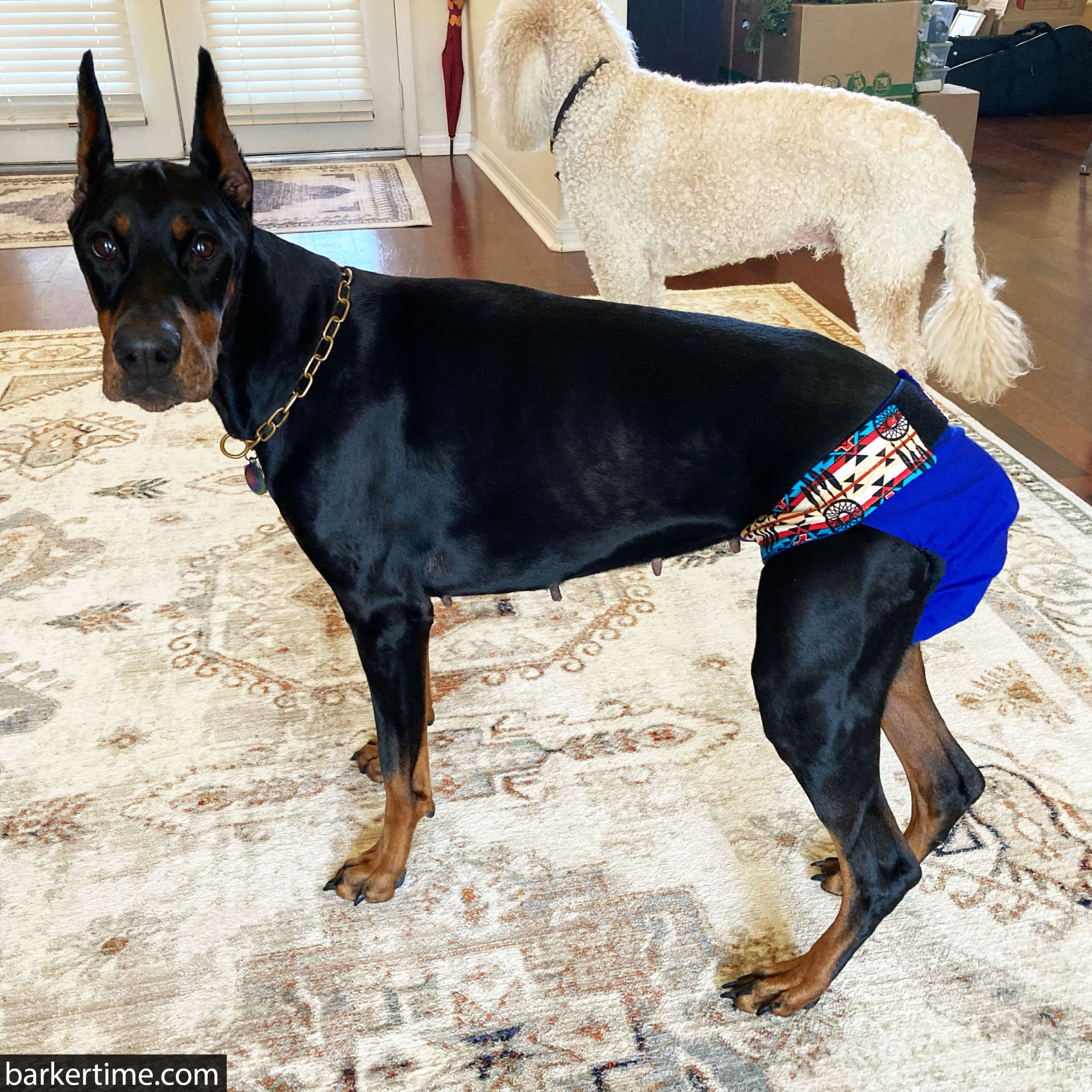 what size diaper can i use for my doberman