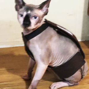 sphynx cat diaper overall