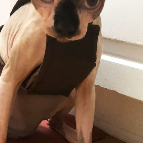 Asher - Huff 2 - barkertime sphynx cat diaper overall