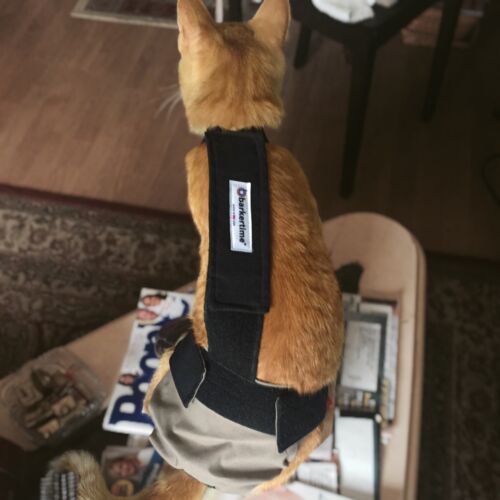 Sonny - Davis-PhotoRoom cat diaper