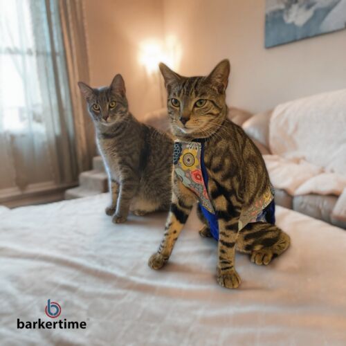 montana - Sollenberger 2-Photoroom escape proof cat diaper overall