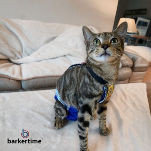 montana - Sollenberger 3-Photoroom escape proof cat diaper overall