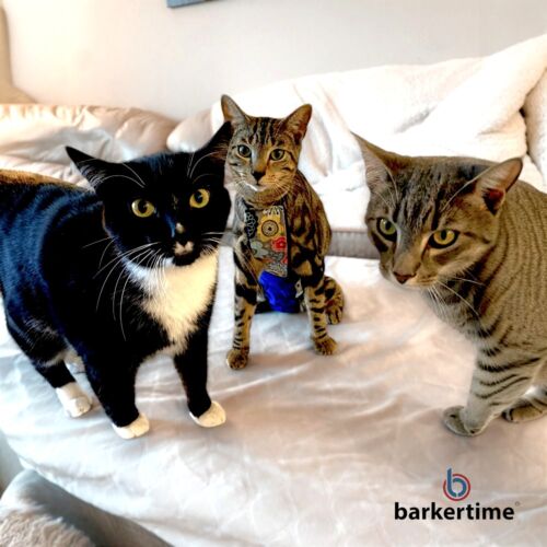 montana - Sollenberger 4-Photoroom escape proof cat diaper overall