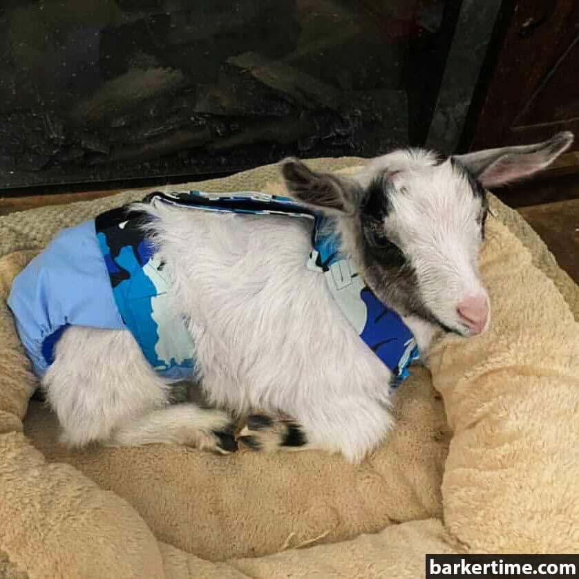 goat diaper overall 1 - barkertime