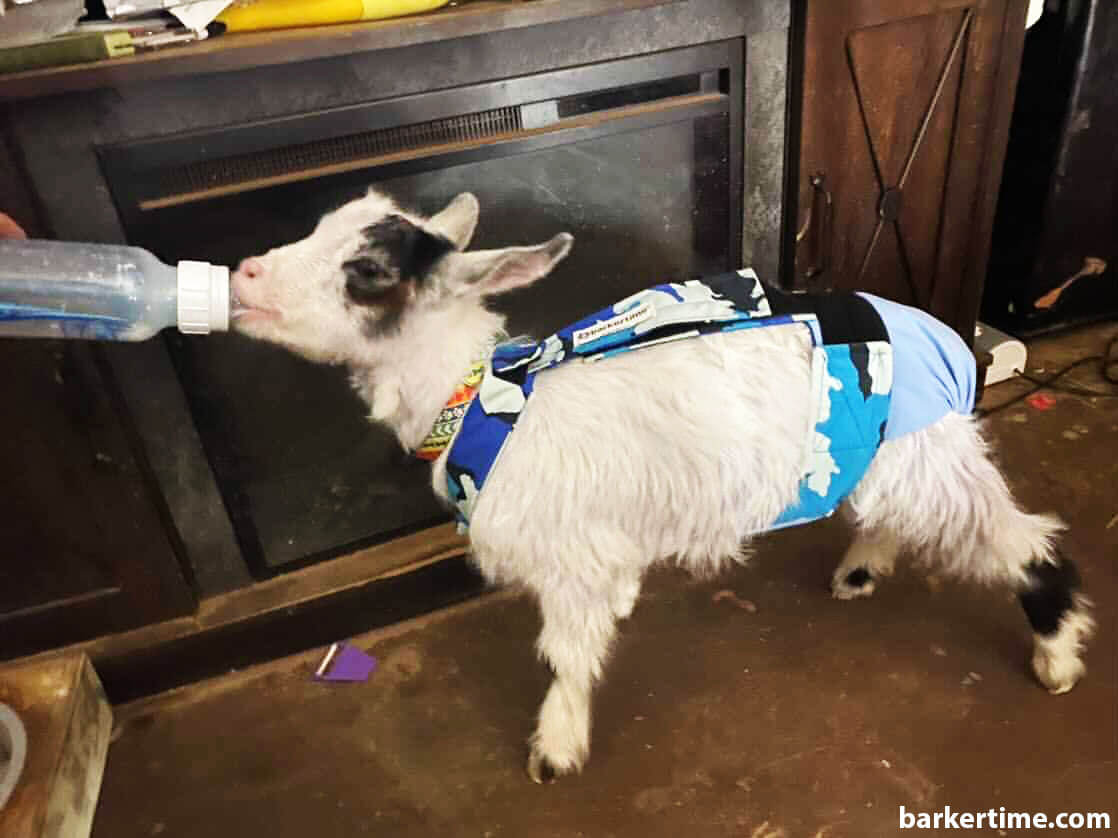 goat diaper overall 4 - barkertime