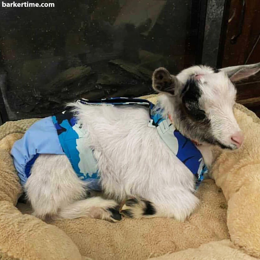 goat diaper overall 5 - barkertime
