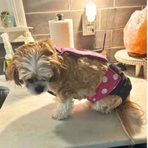 dog diaper overall