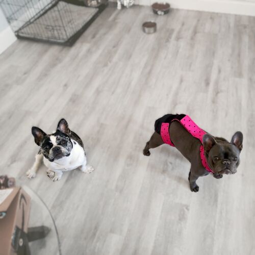 Delilah and Tazzy - Difatta-PhotoRoom french bulldog dog diaper