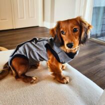 dachshund dog peejama recovery suit