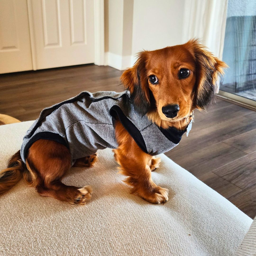 dachshund dog peejama recovery suit