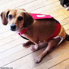 beagle dog diaper overall