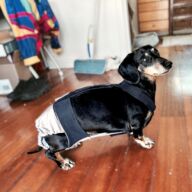 dachshund weiner dog diaper