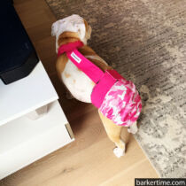 english bulldog dog diaper