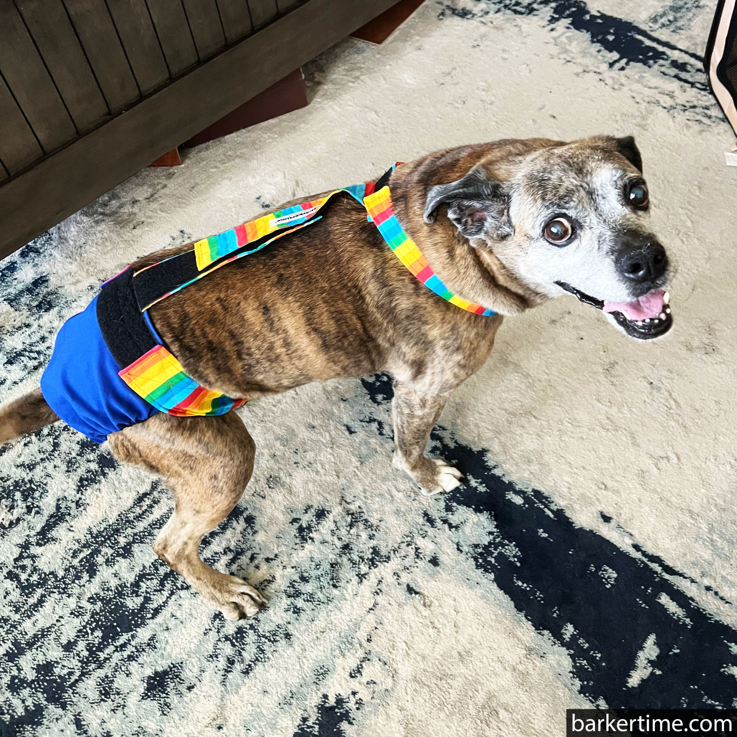 Rainbow Stripes Escape-Proof Waterproof Premium Dog Diaper Overall