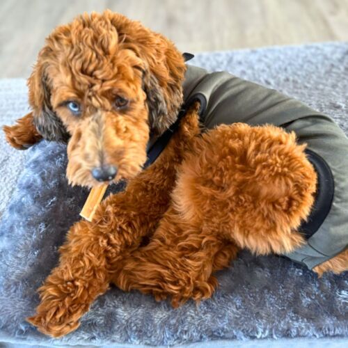 Weller - Koscielniak - cv doodle dog recovery suit peejama