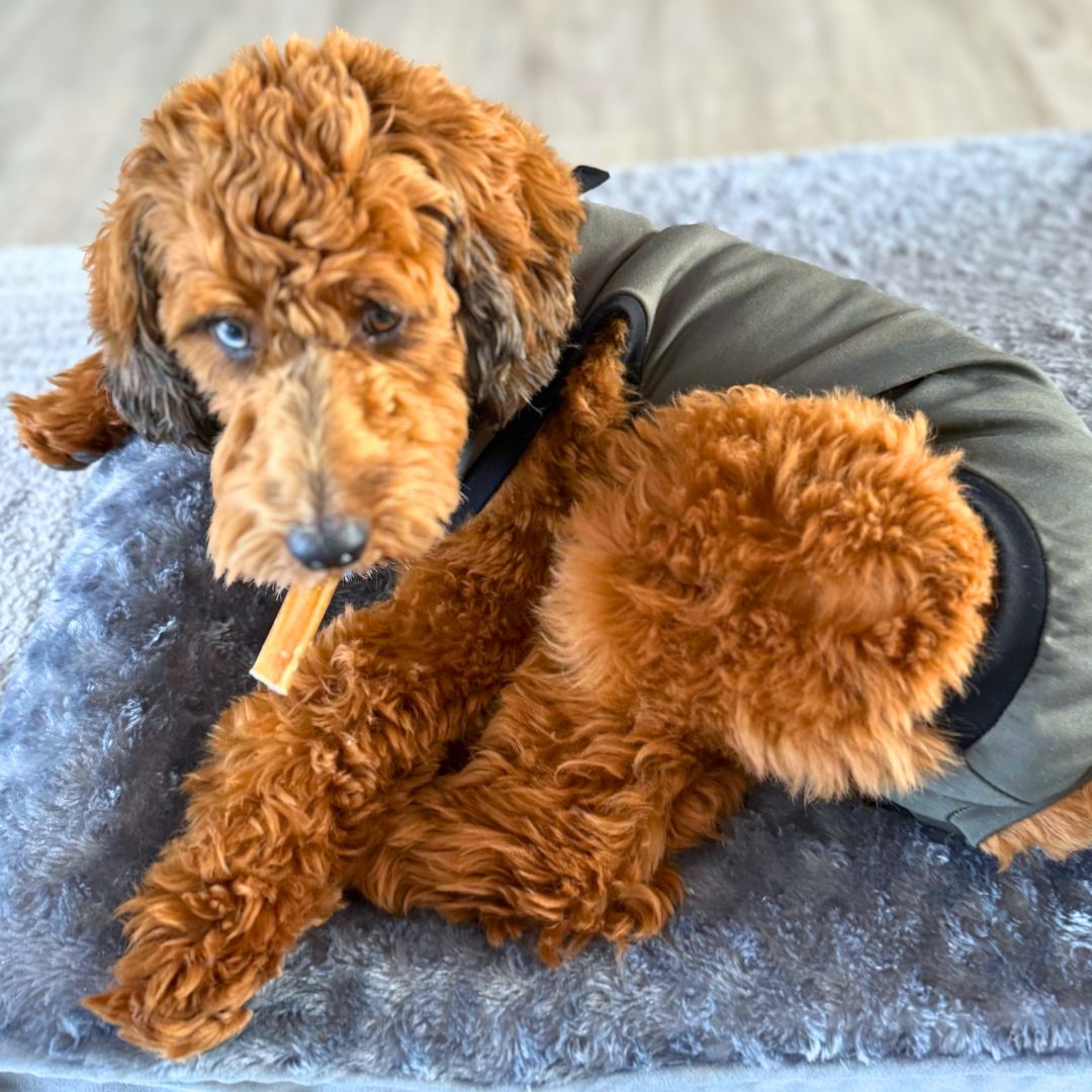 doodle dog recovery suit peejama