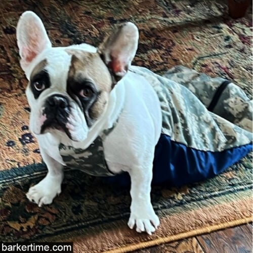paralysed french bulldog dog drag bag