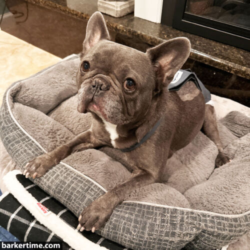 french bulldog dog diaper