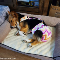 corgi dog diaper