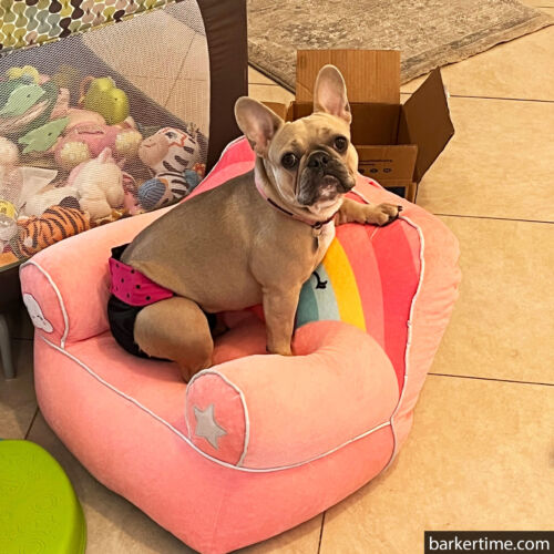 Athenia - Hibbins 5 - barkertime french bulldog dog diaper