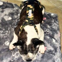 Camo on Brown Escape-Proof Waterproof Premium Dog Diaper Overall