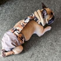 french bulldog dog diaper