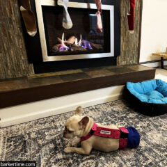 french bulldog dog diaper