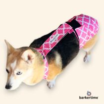 corgi dog diaper