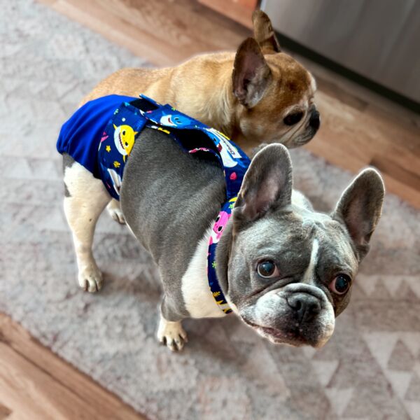 french bulldog dog diaper