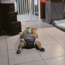 english bulldog dog diaper