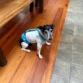 dog diaper overall