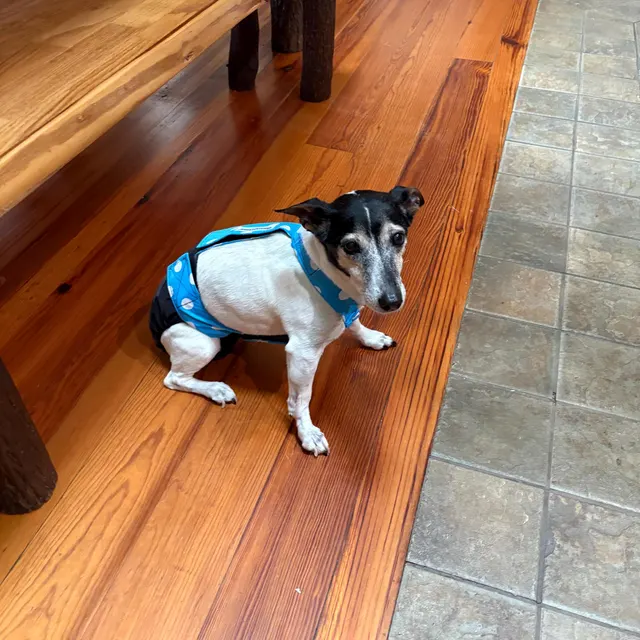 dog diaper overall