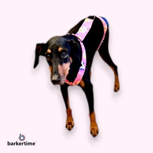 doberman pinscher dog diaper