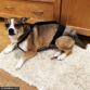 corgi beagle dog diaper overall