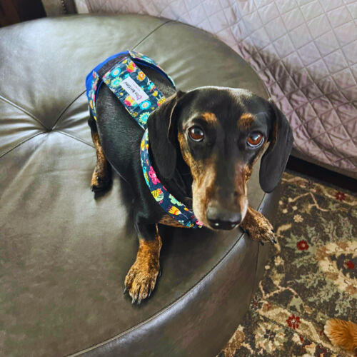 dachshund dog diaper