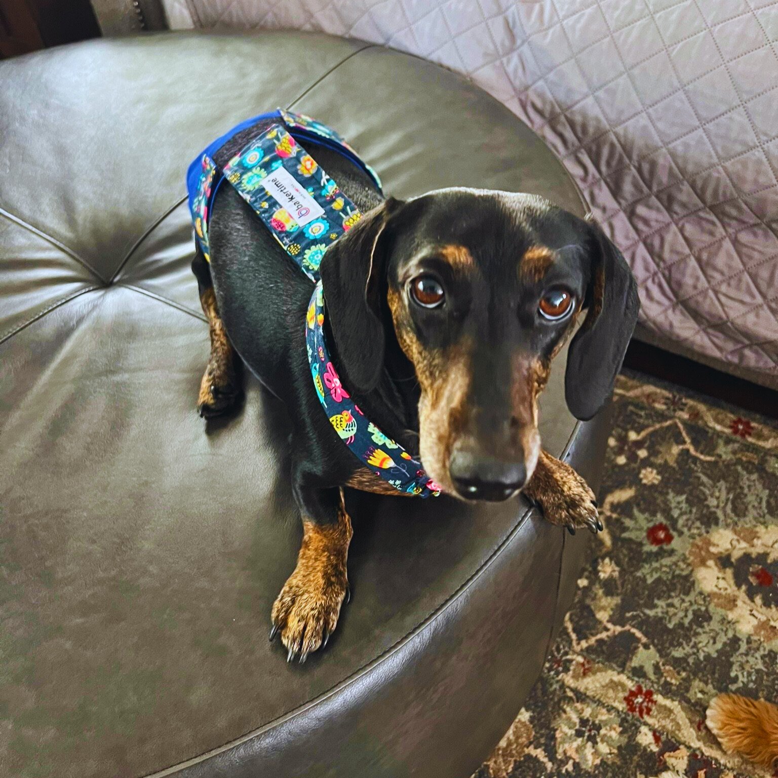 dachshund dog diaper