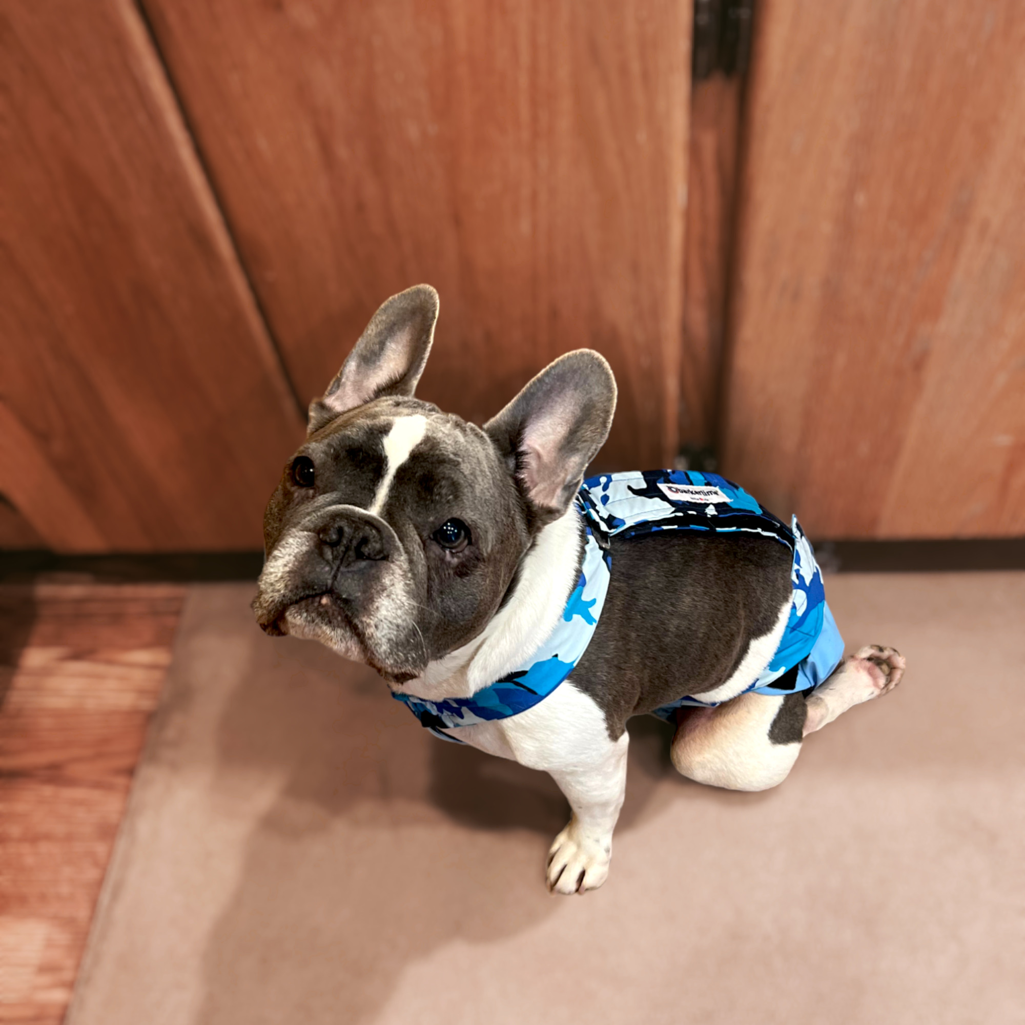 Blue Camo on Sky Blue Escape-Proof Premium Waterproof Dog Diaper Overall