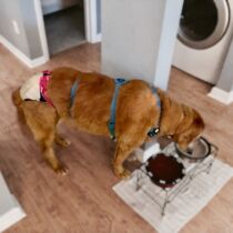 golden retriever dog diaper