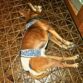minpin dog diaper