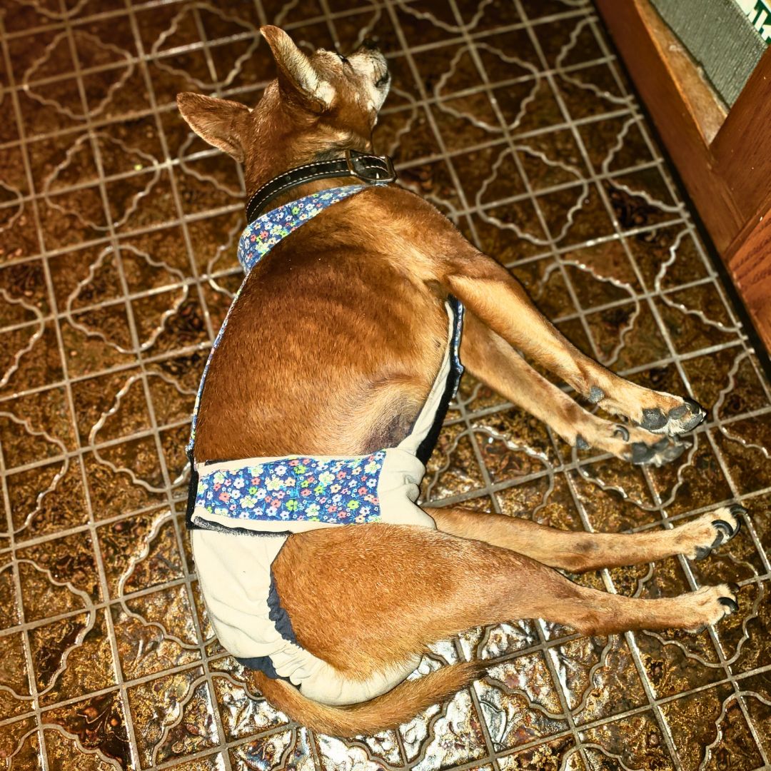 minpin dog diaper