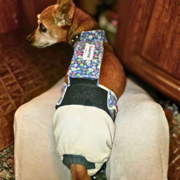minpin dog diaper