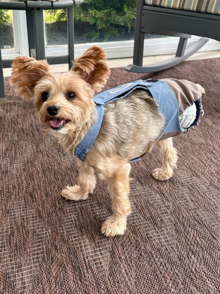 tripod amputee yorkie dog diaper