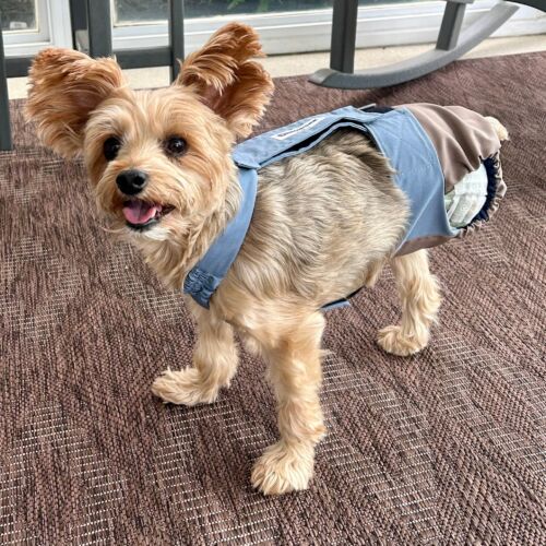 tripod amputee yorkie dog diaper