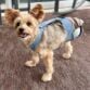 tripod amputee yorkie dog diaper