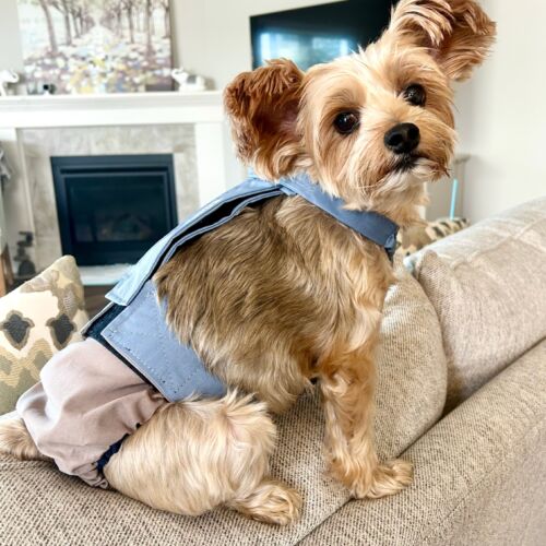 yorkie dog diaper