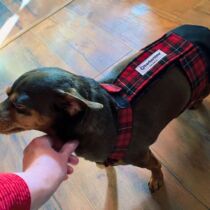 chihuahua dog diaper